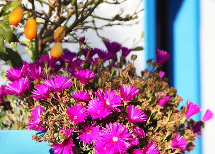 منزل ريفي Herdade Da Corte *